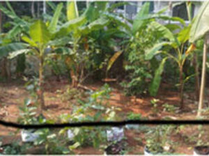Urgent Sale of Residential Plot in Malaparamba
